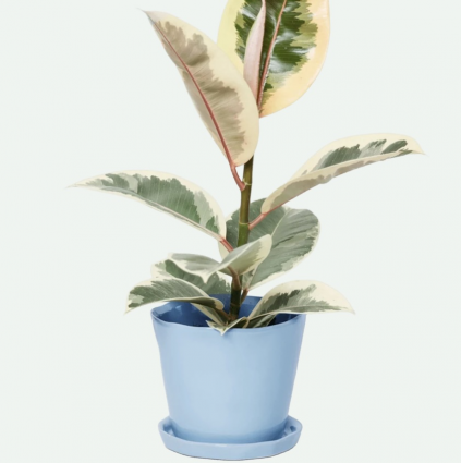 Periwinkle Tika Ceramic Pot with Saucer 5"