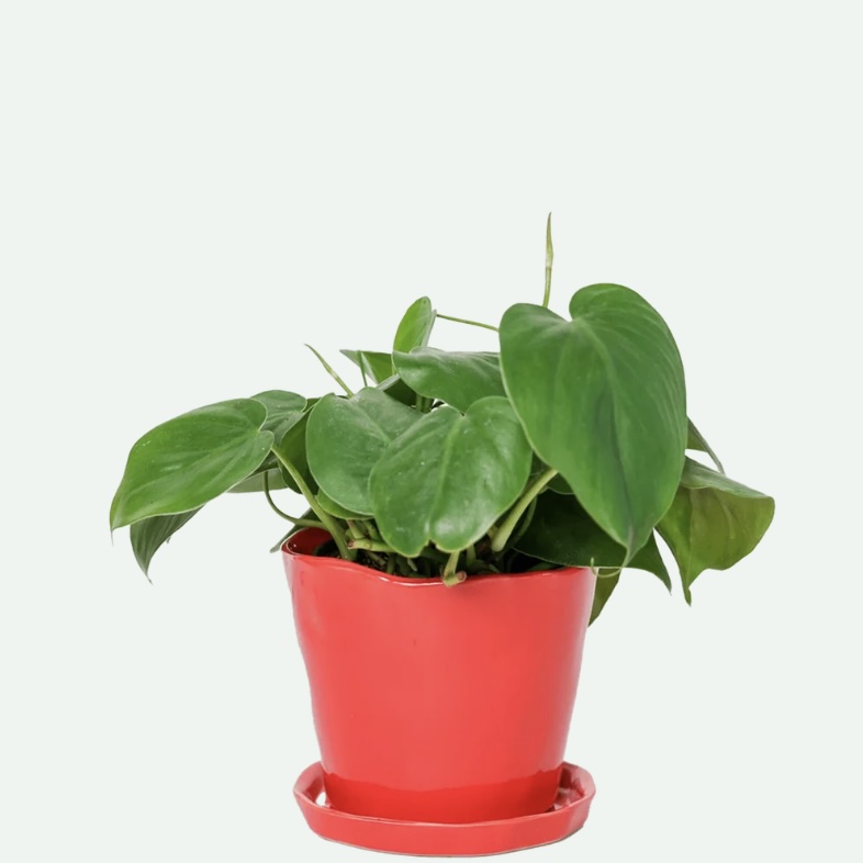 Red Tika Ceramic Pot & Saucer 5"
