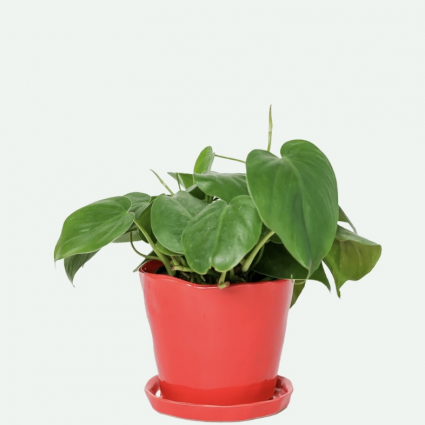 Red Tika Ceramic Pot & Saucer 5"
