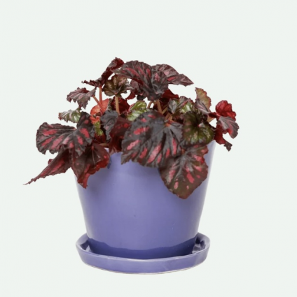 Ultra Violet Ceramic Pot with Saucer 5″