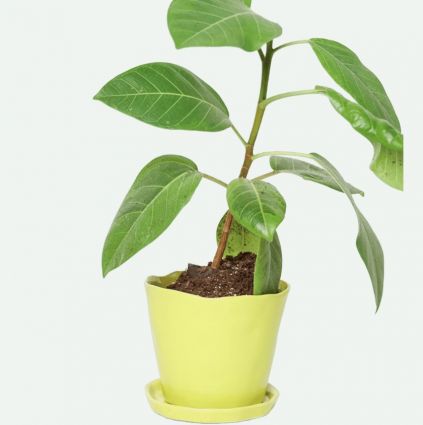 Green Sheen Tika Ceramic Pot with Saucer 5"
