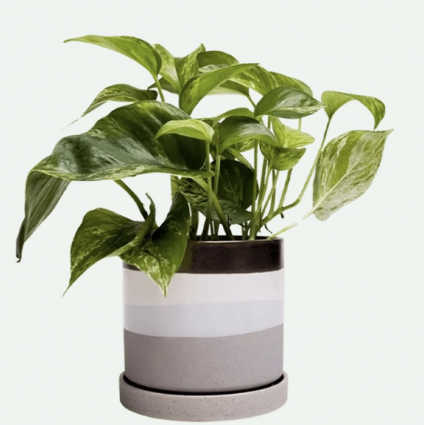 Mocha Cement Minute Ceramic Pot with Saucer 5"
