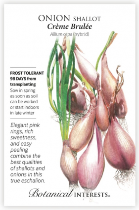 Cr&egrave;me Brulee Shallot Onion Seeds Hybrid