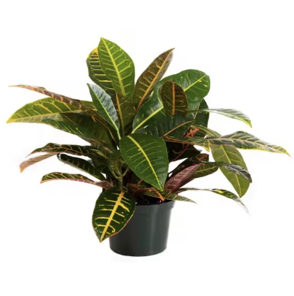 Croton Petra 6"