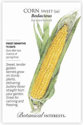 Bodacious Sweet Corn Seeds hybrid 