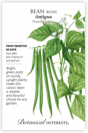 Antigua Bush Bean Seeds