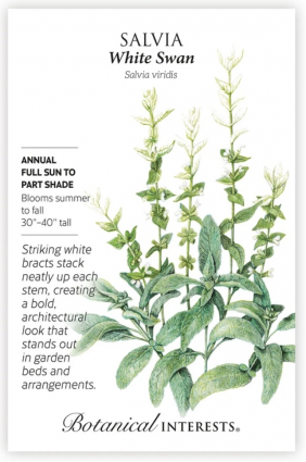White Swan Clary Sage Salvia Seeds