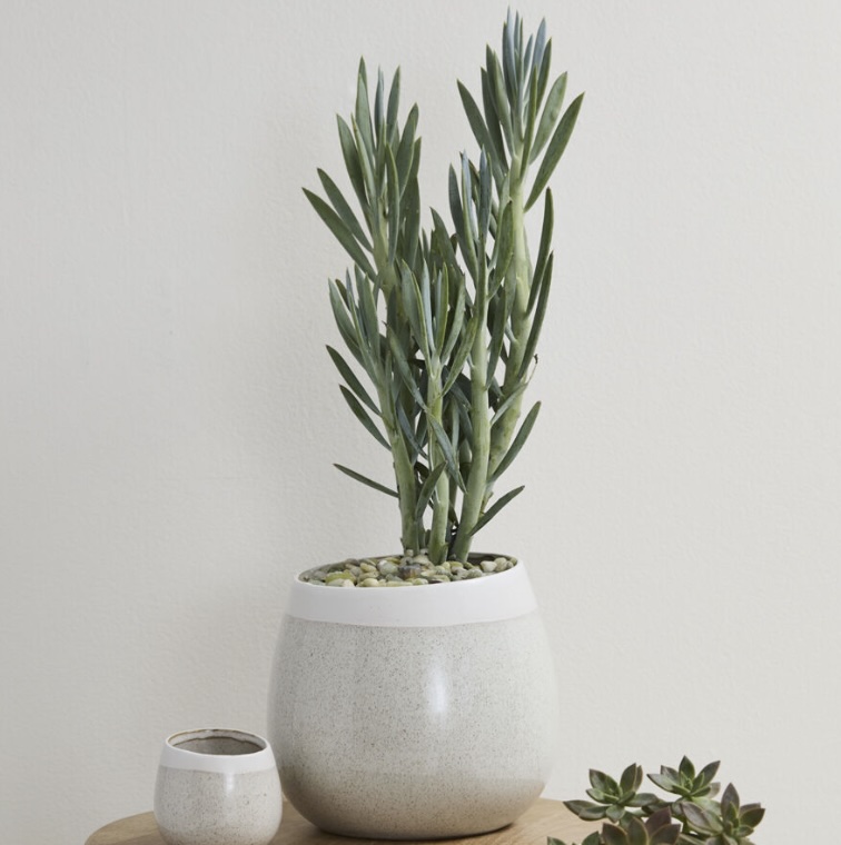 Choice Off-White Ceramic Pot 7.5"