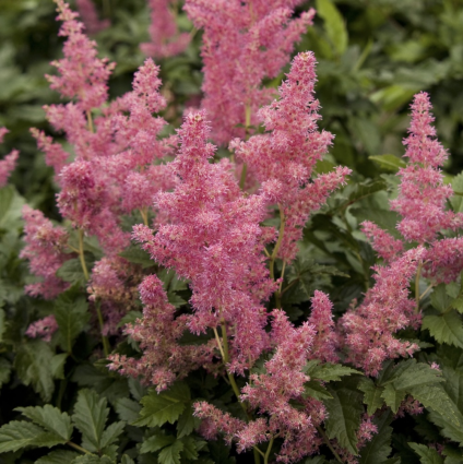 Rheinland Astilbe 8"