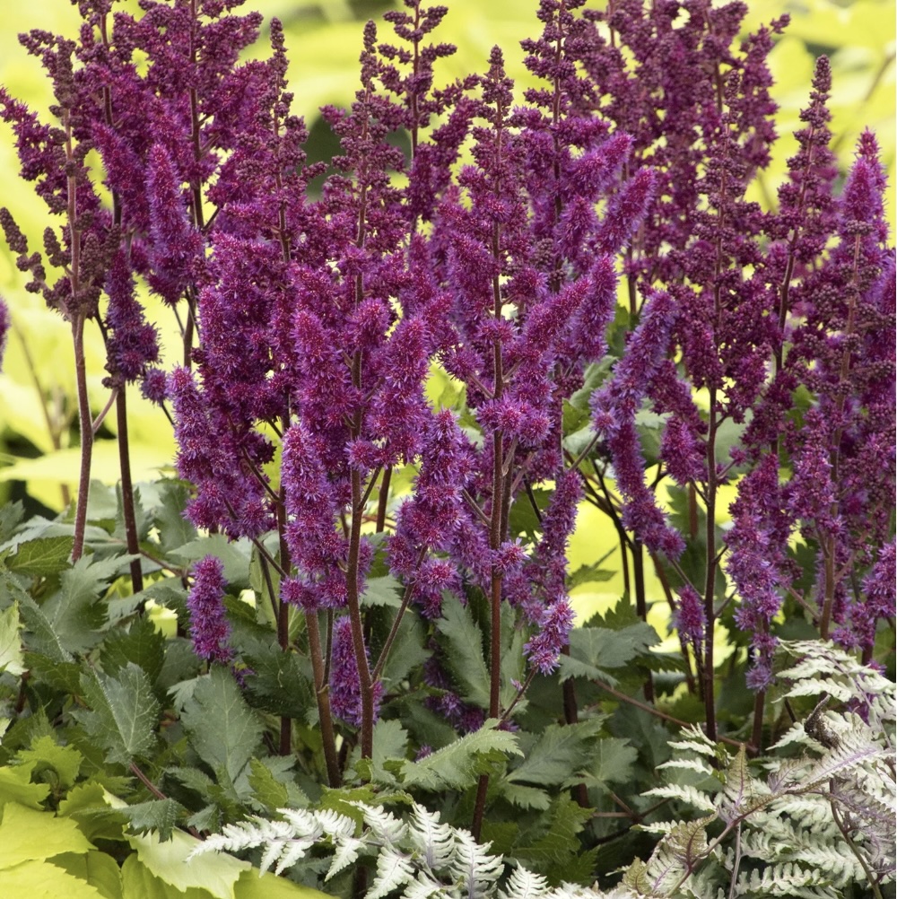 Vision In Red Astilbe 8"
