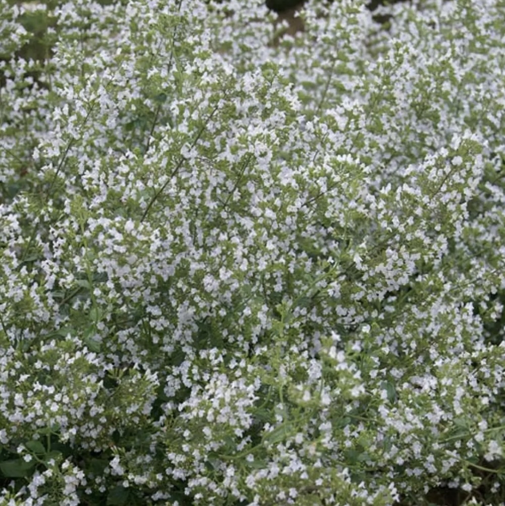 Calamintha Nepeta 8"