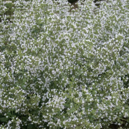 Calamintha Nepeta 8"