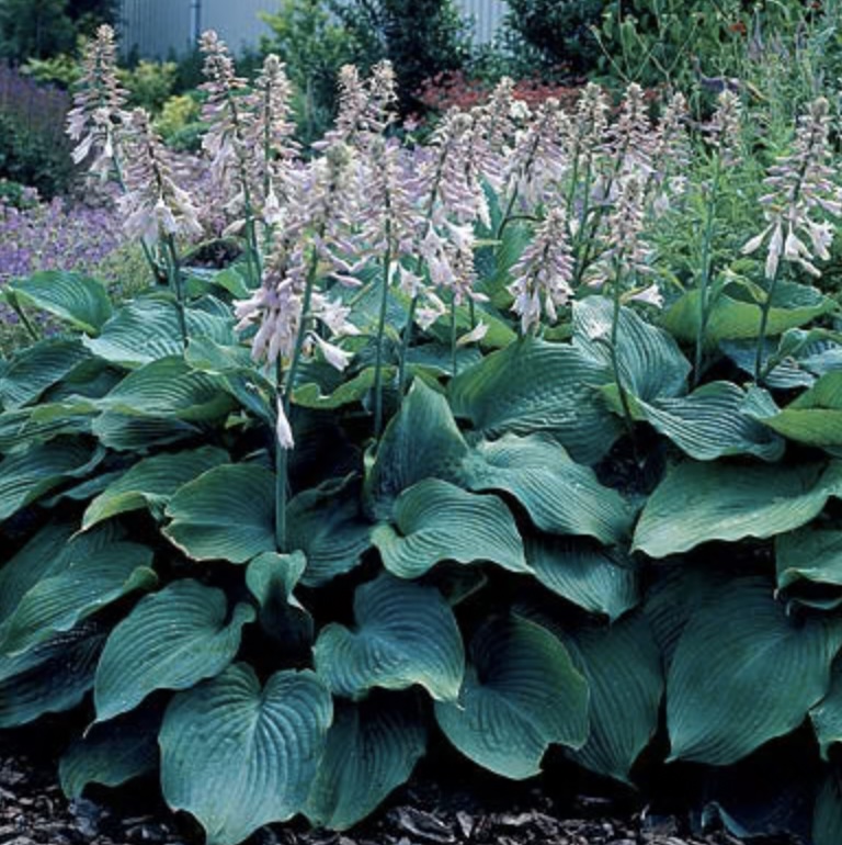 Blue Angel Hosta  8"
