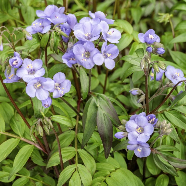 Heaven Scent Jacob's Ladder Polemonium 8"
