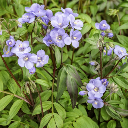 Heaven Scent Jacob's Ladder Polemonium 8"