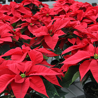 Red 6" Poinsettias