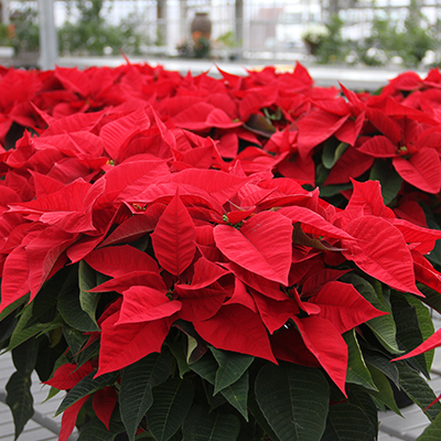 8" Poinsettia
