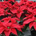 Red 6" Poinsettias