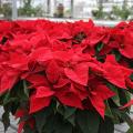 Red or White 8' Poinsettias