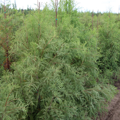 Shawnee Brave Bald Cypress 3"