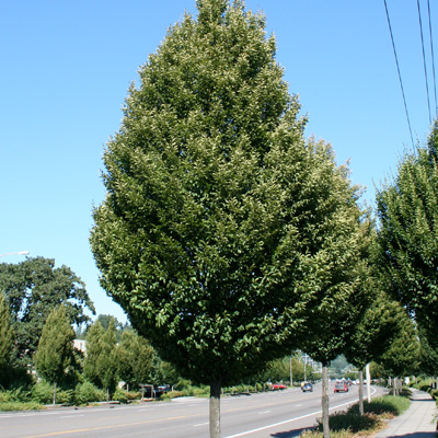 Columnar Hornbeam  (2")