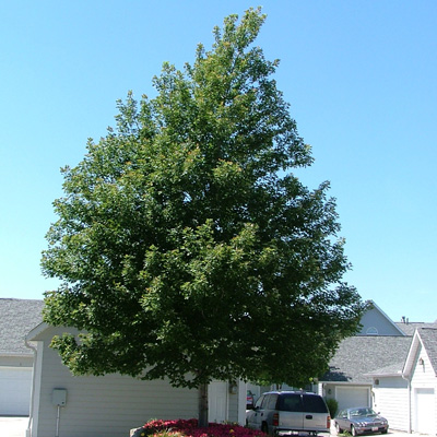 Maple Celebration Tree (3")