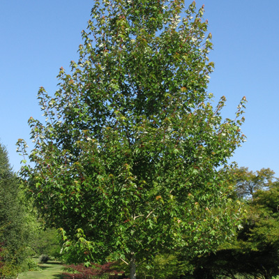 Red Pointe Maple (2")