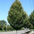 HORNBEAM, COLUMNAR 2"