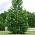 LONDON PLANE, EXCLAMATION 15 GAL