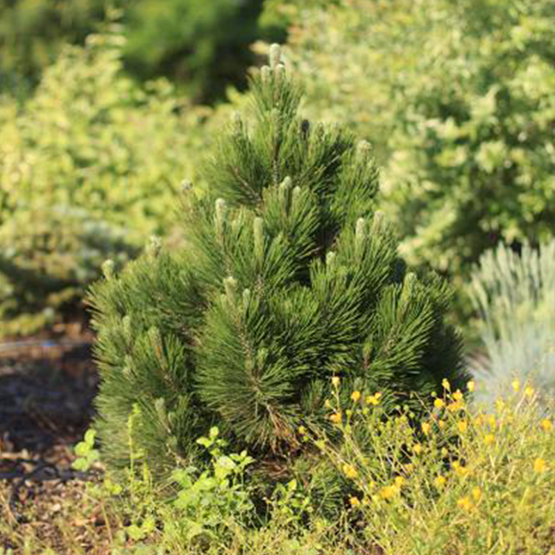 OTHER PINES