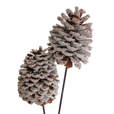 Snow Jumbo Jeffrey Pine Cones