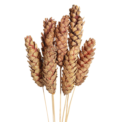 PINE CONE STROBUS 6 NATURAL