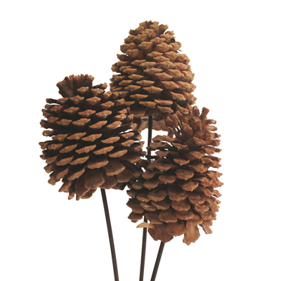 Natural X-Large 3-Stem Jeffery Pine Cones