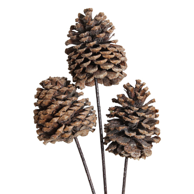 Frosted X-Large 3-Stem Jeffrey Pine Cones