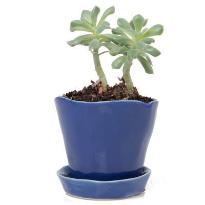 POT, TIKA COBALT  3"