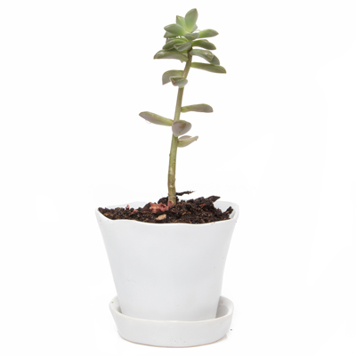POT, TIKA WHITE 3"