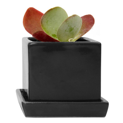 POT, CUBE & SAUCER  BLACK 3"