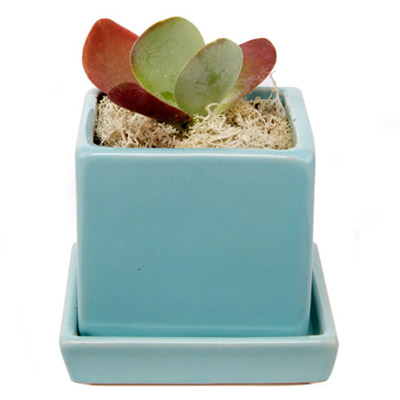 POT, CUBE & SAUCER  MINT 3"