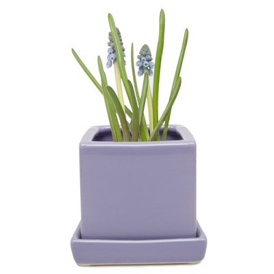 POT, CUBE/SAUCER PERIWINKLE 3"
