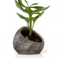TERRARIUM, KOSKI - CHOCOLATE