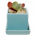 POT, CUBE & SAUCER  MINT 3"