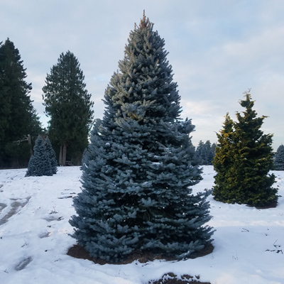 SPRUCE, BIZON BLUE 5'