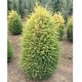 Gold Cone Juniper 3-5G