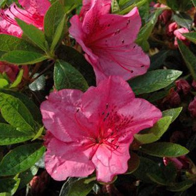 'Girard's Renee Michelle' Azalea