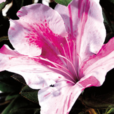 Encore Autumn Twist Azalea 3-5G