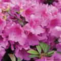 AZALEA, HERBERT 1 GALLON