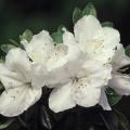 AZALEA, GIRARD PLEASANT WHITE 1G