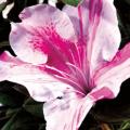 Encore Autumn Twist Azalea 3-5G