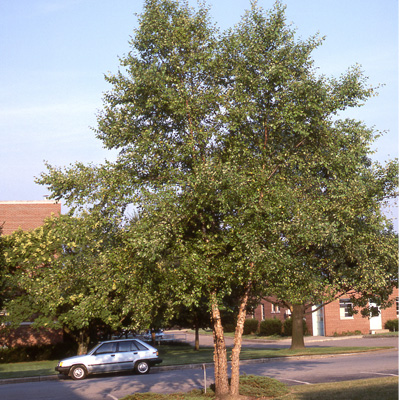 River Birch Clump Tree (3.5")