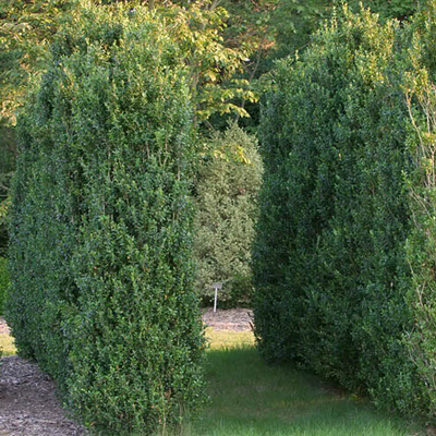 Graham Blandy Boxwood (42")
